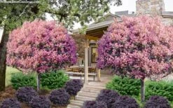 Rosalinda Indian Hawthorn Single Trunk Tree - 7 Gallon Pot (6-7') 10 Rosalinda Indian Hawthorn Single Trunk Tree - 7 Gallon Pot (6-7') -Wilson Bros Gardens rhaphiolepis rosalind majestic beauty indian hawthorn tree 8