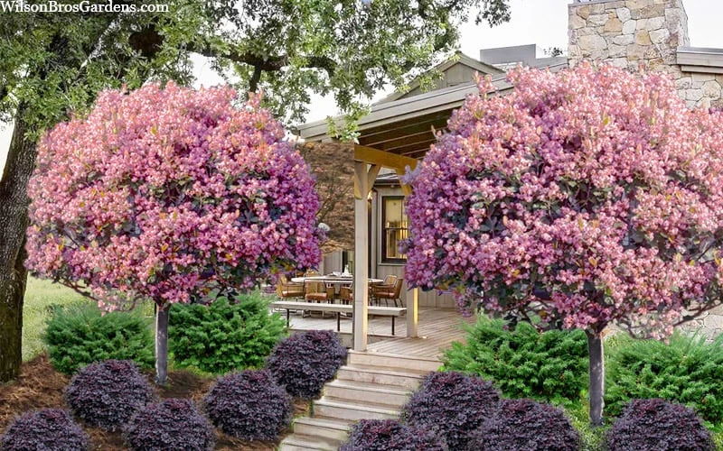 Rosalinda Indian Hawthorn Single Trunk Tree - 7 Gallon Pot (6-7') 6 Rosalinda Indian Hawthorn Single Trunk Tree - 7 Gallon Pot (6-7') - Image 4