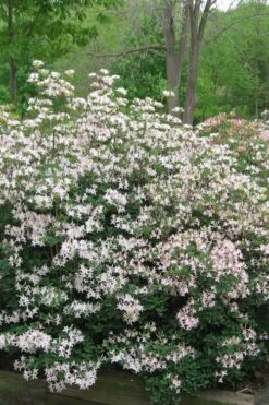 Coastal Azalea (Rhododendron Atlanticum) - 3 Gallon Pot 12 Coastal Azalea (Rhododendron Atlanticum) - 3 Gallon Pot -Wilson Bros Gardens rhododendron atlanticum coastal azalea 1