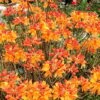 Florida Flame Native Azalea (Rhododendron Austrinum) - 3 Gallon Pot 1 Florida Flame Native Azalea (Rhododendron Austrinum) - 3 Gallon Pot -Wilson Bros Gardens rhododendron austrinum florida flame native azalea 11