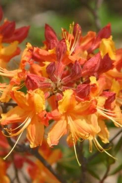 Florida Flame Native Azalea (Rhododendron Austrinum) - 3 Gallon Pot 16 Florida Flame Native Azalea (Rhododendron Austrinum) - 3 Gallon Pot -Wilson Bros Gardens rhododendron austrinum florida flame native azalea 5