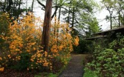 Florida Flame Native Azalea (Rhododendron Austrinum) - 3 Gallon Pot 17 Florida Flame Native Azalea (Rhododendron Austrinum) - 3 Gallon Pot -Wilson Bros Gardens rhododendron austrinum florida flame native azalea 8