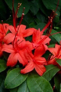 Plum Leaf Native Azalea (Rhododendron Prunifolium) - 3 Gallon Pot -Wilson Bros Gardens rhododendron prunifolium plum leaf azalea 3
