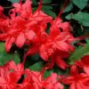 Plum Leaf Native Azalea (Rhododendron Prunifolium) - 3 Gallon Pot 2 Plum Leaf Native Azalea (Rhododendron Prunifolium) - 3 Gallon Pot -Wilson Bros Gardens rhododendron prunifolium plum leaf azalea 6