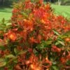 Smitty's Orange Crush Native Azalea (Rhododendron X) - 3 Gallon Pot 2 Smitty's Orange Crush Native Azalea (Rhododendron X) - 3 Gallon Pot -Wilson Bros Gardens rhododendron smittys orange crush native azalea 3