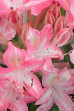 Ribbon Candy Swamp Azalea (Rhododendron Viscosum) - 2 Gallon Pot -Wilson Bros Gardens rhododendron viscosum ribbon candy swamp azalea 1 1