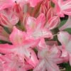 Ribbon Candy Swamp Azalea (Rhododendron Viscosum) - 2 Gallon Pot -Wilson Bros Gardens rhododendron viscosum ribbon candy swamp azalea 2 1