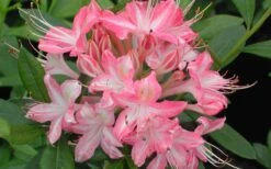 Ribbon Candy Swamp Azalea (Rhododendron Viscosum) - 2 Gallon Pot -Wilson Bros Gardens rhododendron viscosum ribbon candy swamp azalea 3 1