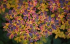 Ribbon Candy Swamp Azalea (Rhododendron Viscosum) - 2 Gallon Pot -Wilson Bros Gardens rhododendron viscosum swamp azalea 3 1