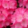 Fantastica Rhododendron - 5 Gallon Pot -Wilson Bros Gardens rhododendron yakushimanum fantastica 5
