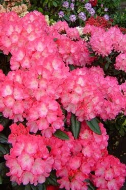 Fantastica Rhododendron - 5 Gallon Pot 14 Fantastica Rhododendron - 5 Gallon Pot -Wilson Bros Gardens rhododendron yakushimanum fantastica 7