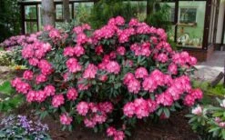 Fantastica Rhododendron - 5 Gallon Pot 13 Fantastica Rhododendron - 5 Gallon Pot -Wilson Bros Gardens rhododendron yakushimanum fantastica 8