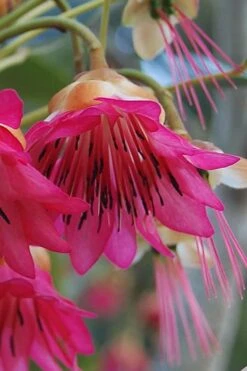 Scarlet Bells' Hong Kong Rose (Rhodoleia Henryi) - 3 Gallon Pot -Wilson Bros Gardens rhodoleia henryi scarlet bells hong kong rose 1