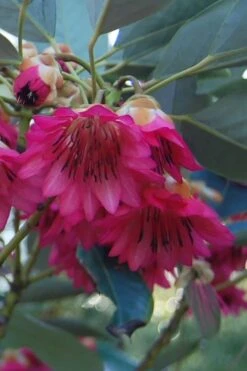 Scarlet Bells' Hong Kong Rose (Rhodoleia Henryi) - 3 Gallon Pot -Wilson Bros Gardens rhodoleia henryi scarlet bells hong kong rose 4