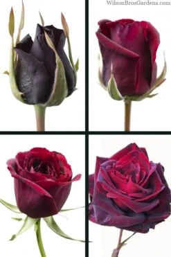 Crimson Knight Brindabella Rose - 2 Gallon Pot 10 Crimson Knight Brindabella Rose - 2 Gallon Pot -Wilson Bros Gardens rosa crimson knight brindabella rose 3