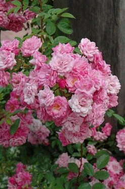 Peggy Martin Climbing Rose - 3 Gallon Pot 20 Peggy Martin Climbing Rose - 3 Gallon Pot -Wilson Bros Gardens rosa peggy martin climbing rose 1