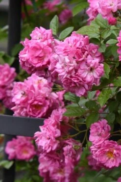 Peggy Martin Climbing Rose - 7 Gallon Pot -Wilson Bros Gardens rosa peggy martin climbing rose 10 1