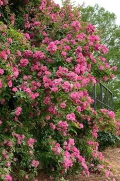 Peggy Martin Climbing Rose - 3 Gallon Pot 22 Peggy Martin Climbing Rose - 3 Gallon Pot -Wilson Bros Gardens rosa peggy martin climbing rose 2