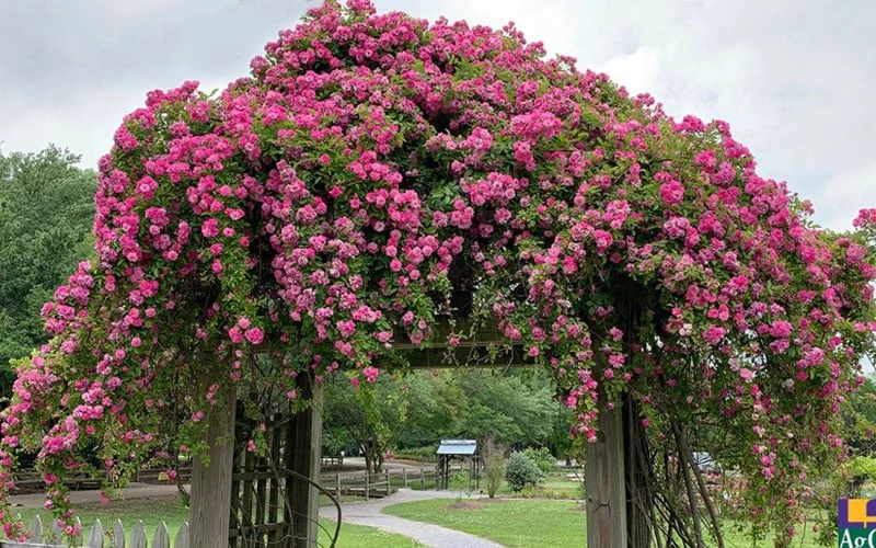 Peggy Martin Climbing Rose - 3 Gallon Pot 8 Peggy Martin Climbing Rose - 3 Gallon Pot - Image 6