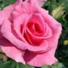 Brindabella Pink Princess Shrub Rose - 2 Gallon Pot -Wilson Bros Gardens rosa pink princess brindabella shrub rose 2