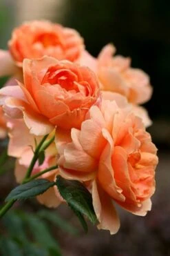 At Last Rose - 3 Gallon Pot -Wilson Bros Gardens rose at last 4