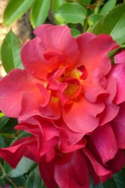 Cinco De Mayo Rose - 3 Gallon Pot -Wilson Bros Gardens rose cinco de mayo 21