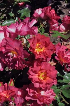 Cinco De Mayo Rose - 3 Gallon Pot -Wilson Bros Gardens rose cinco de mayo 22