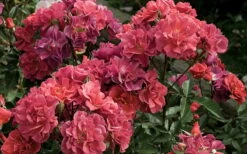 Cinco De Mayo Rose - 3 Gallon Pot -Wilson Bros Gardens rose cinco de mayo 5 800x500 1