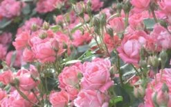 The Georgia Peach Shrub Rose - 1 Gallon Pot 15 The Georgia Peach Shrub Rose - 1 Gallon Pot -Wilson Bros Gardens rose georgia peach 11