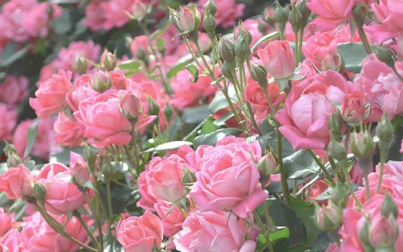 The Georgia Peach Shrub Rose - 1 Gallon Pot 8 The Georgia Peach Shrub Rose - 1 Gallon Pot - Image 6