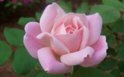 The Georgia Peach Shrub Rose - 1 Gallon Pot 14 The Georgia Peach Shrub Rose - 1 Gallon Pot -Wilson Bros Gardens rose georgia peach shrub