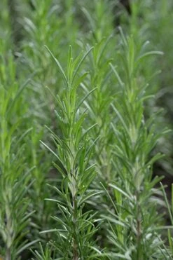Madeline Hill Rosemary - 1 Gallon Pot 15 Madeline Hill Rosemary - 1 Gallon Pot -Wilson Bros Gardens rosmarinus officinalis madalene hill hardy rosemary 2