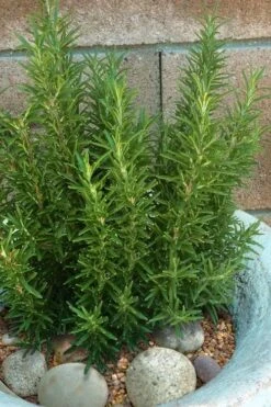 Madeline Hill Rosemary - 1 Gallon Pot 14 Madeline Hill Rosemary - 1 Gallon Pot -Wilson Bros Gardens rosmarinus officinalis madalene hill hardy rosemary 8