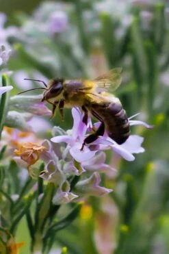 Salem Rosemary - 1 Gallon Pot -Wilson Bros Gardens rosmarinus officinalis salem rosemary 6