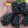 Prime Ark Horizon Blackberry Plant - 1 Gallon Pot -Wilson Bros Gardens rubus prime ark horizon blackberry 1