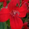 Ragin' Cajun Red Mexican Petunia (Ruellia Elegans) - 5 Pack Quart Pots -Wilson Bros Gardens ruellia elegans ragin cajun red mexican petunia 1