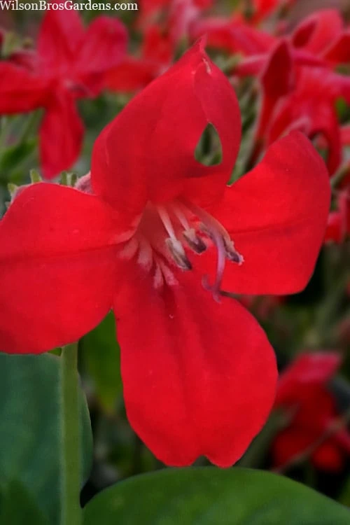 Ragin' Cajun Red Mexican Petunia (Ruellia Elegans) - 5 Pack Quart Pots 3 Ragin' Cajun Red Mexican Petunia (Ruellia Elegans) - 5 Pack Quart Pots