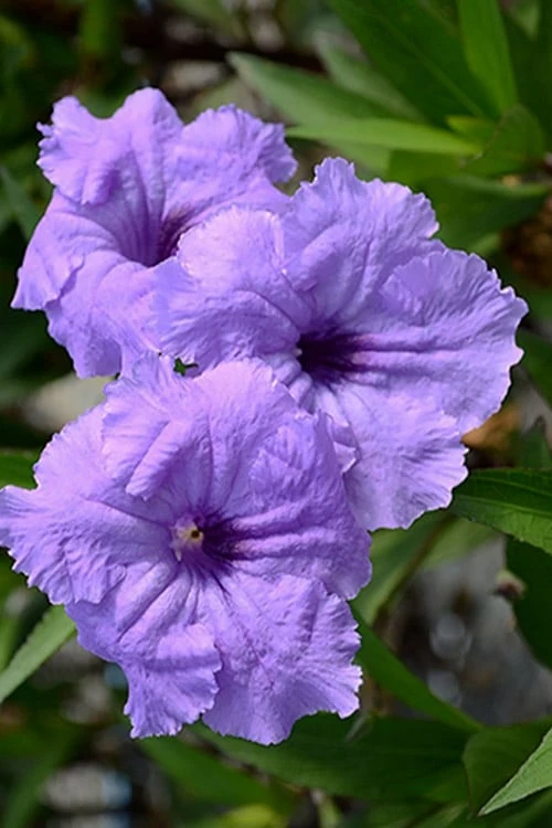 Mayan Compact Purple Mexican Petunia (Ruellia) - 5 Pack Quart Pots 3 Mayan Compact Purple Mexican Petunia (Ruellia) - 5 Pack Quart Pots