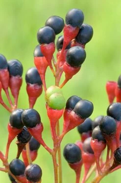 Sassafras Tree (Sassafras Albidium) - 3 Gallon Pot -Wilson Bros Gardens sassafras albidum 10