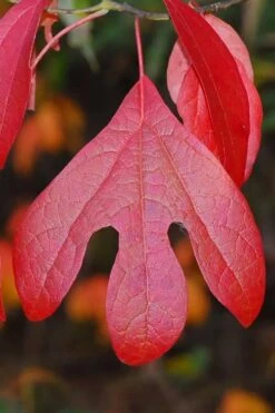 Sassafras Tree (Sassafras Albidium) - 3 Gallon Pot -Wilson Bros Gardens sassafras albidum 11