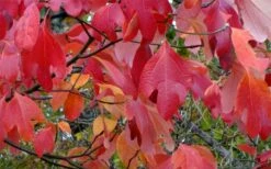Sassafras Tree (Sassafras Albidium) - 3 Gallon Pot -Wilson Bros Gardens sassafras albidum 12