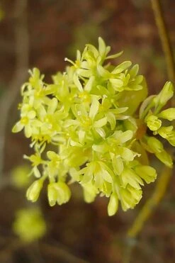 Sassafras Tree (Sassafras Albidium) - 3 Gallon Pot -Wilson Bros Gardens sassafras albidum 9