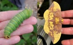 Sassafras Tree (Sassafras Albidium) - 3 Gallon Pot -Wilson Bros Gardens sassafras albidum imperial moth 1