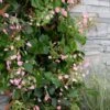 Rose Sensation Pink Climbing Hydrangea Vine - 1 Gallon Pot -Wilson Bros Gardens schizophragma hydrangeoides rose sensation climbing hydrangea 101