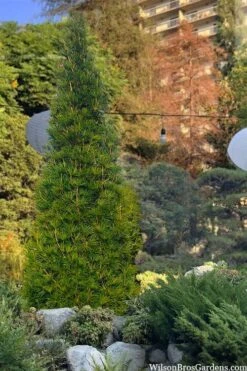 Joe Kozey Japanese Umbrella Pine (Sciadopitys) - 6 Gallon Pot -Wilson Bros Gardens sciadopitys verticillata joe kozey japanese umbrella pine 6