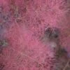 Grace Pink Flowering Smoke Tree - 3 Gallon Pot 2 Grace Pink Flowering Smoke Tree - 3 Gallon Pot -Wilson Bros Gardens smoketree grace 8 1