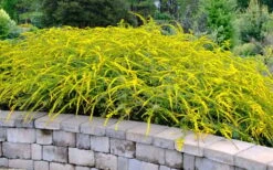 Fireworks Goldenrod (Solidago) - 1 Gallon Pot 14 Fireworks Goldenrod (Solidago) - 1 Gallon Pot -Wilson Bros Gardens solidago rugosum fireworks goldenrod 22