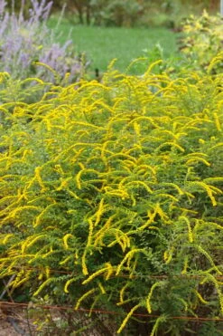 Fireworks Goldenrod (Solidago) - 1 Gallon Pot 15 Fireworks Goldenrod (Solidago) - 1 Gallon Pot -Wilson Bros Gardens solidago rugosum fireworks goldenrod 25
