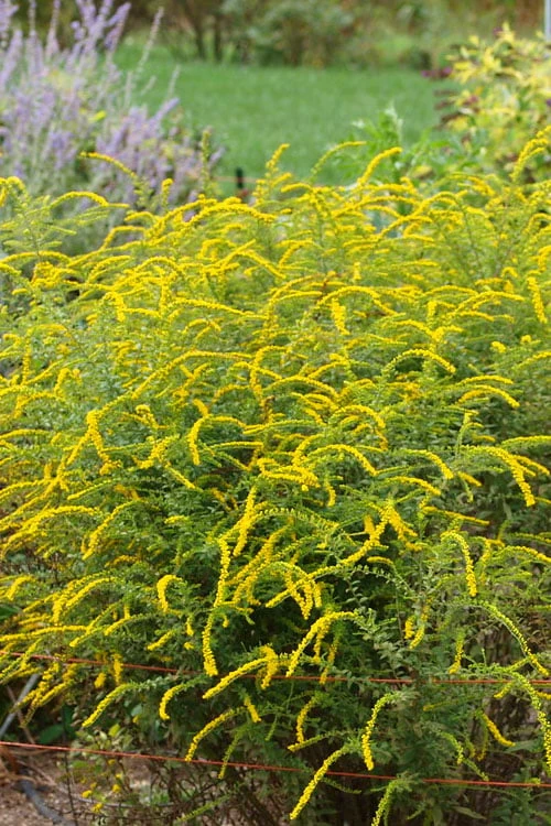 Fireworks Goldenrod (Solidago) - 1 Gallon Pot 9 Fireworks Goldenrod (Solidago) - 1 Gallon Pot - Image 7