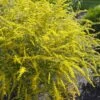 Fireworks Goldenrod (Solidago) - 1 Gallon Pot 1 Fireworks Goldenrod (Solidago) - 1 Gallon Pot -Wilson Bros Gardens solidago rugosum fireworks goldenrod 26
